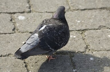 628
